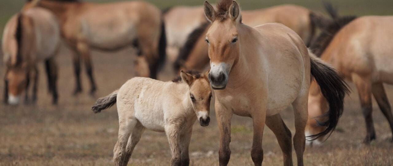 01-Przewalski-horse-foal-and-mother.-Attila-Szilagyi-scaled
