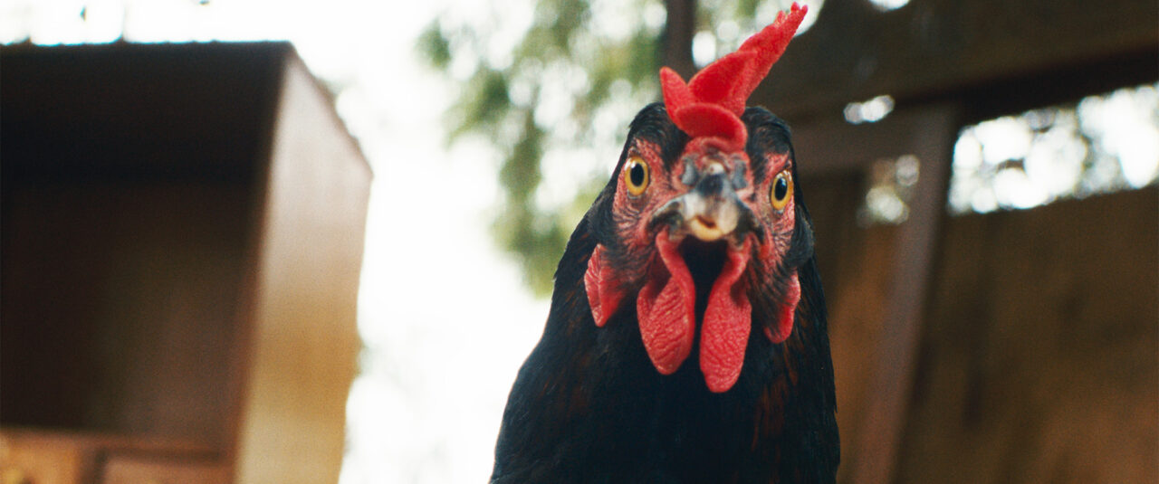 Hen_4096x1716_R709_Still06_2025-04-28