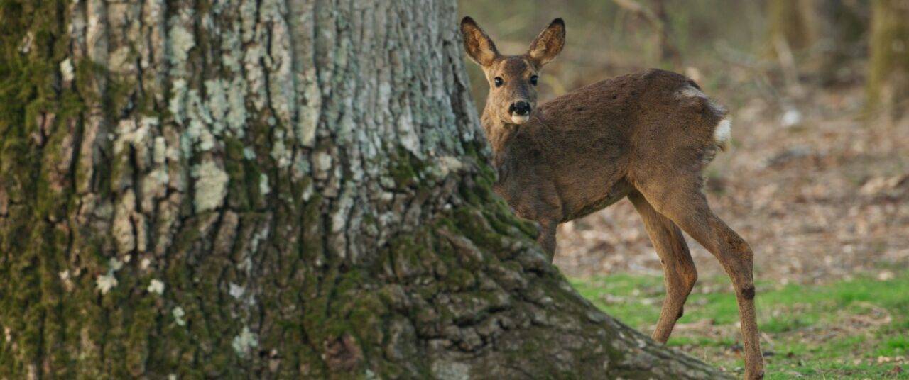 LE-CHENE_PHOTO_31_kis_meret