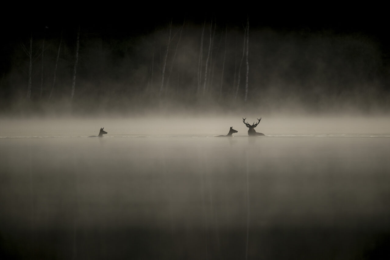 LeChantDesForets_VincentMunier