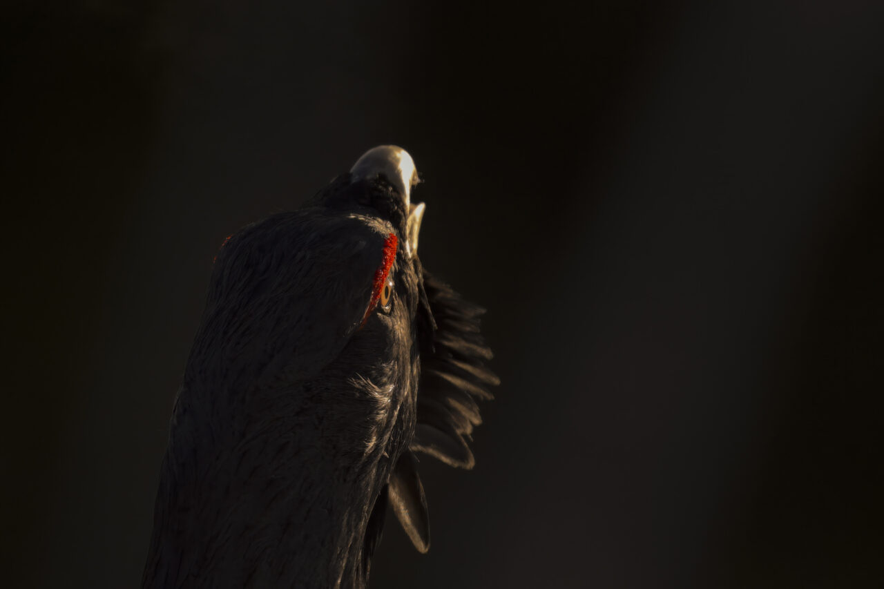 LeChantDesForets_VincentMunier1