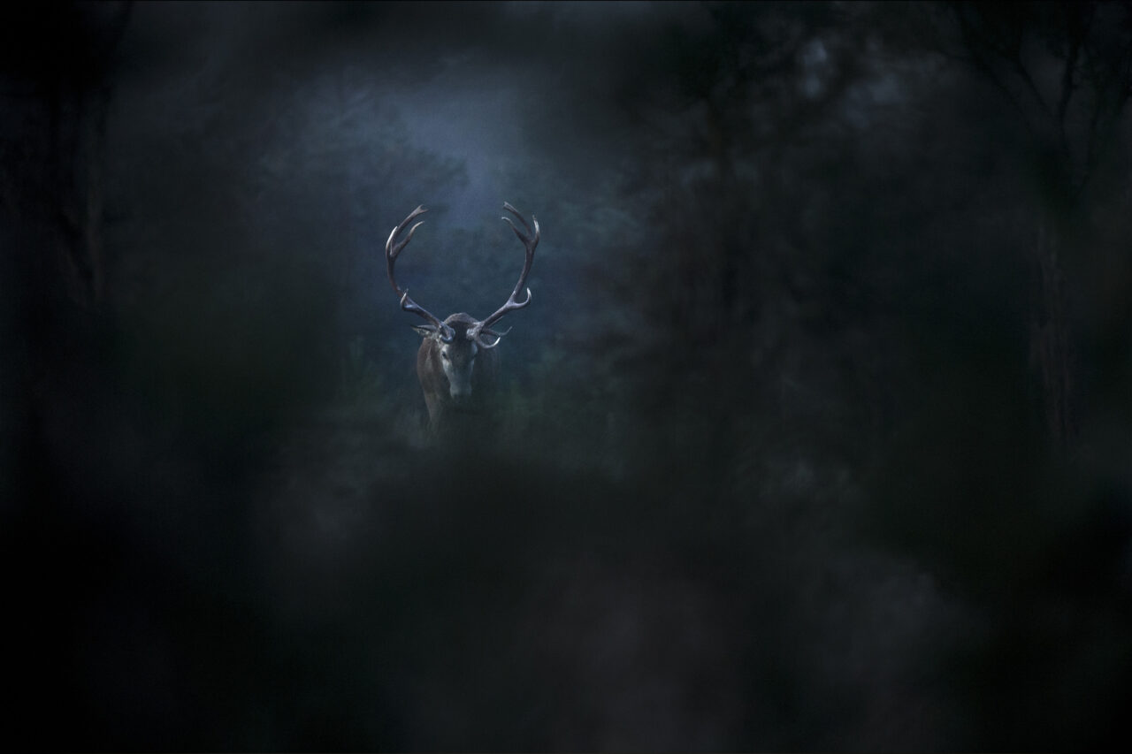 LeChantDesForets_VincentMunier2