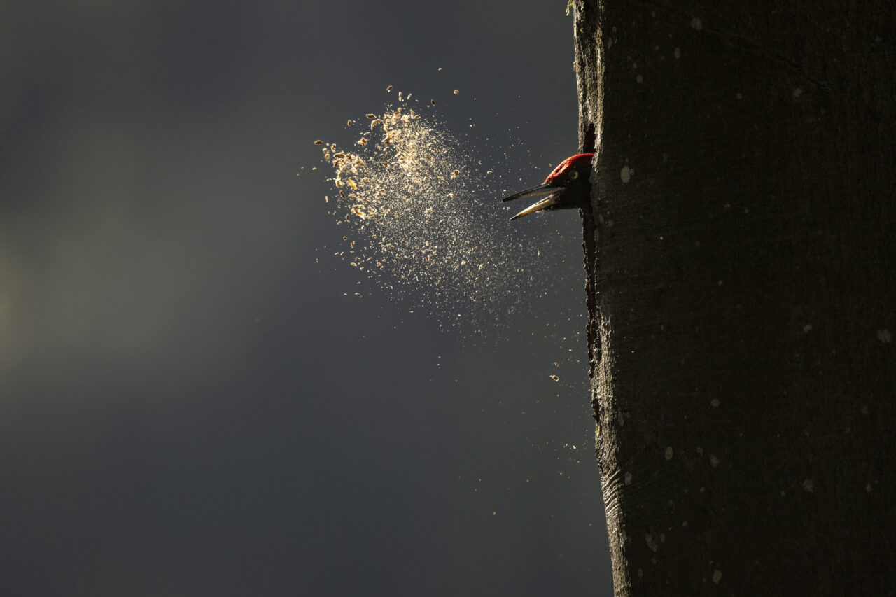 LeChantDesForets_VincentMunier3