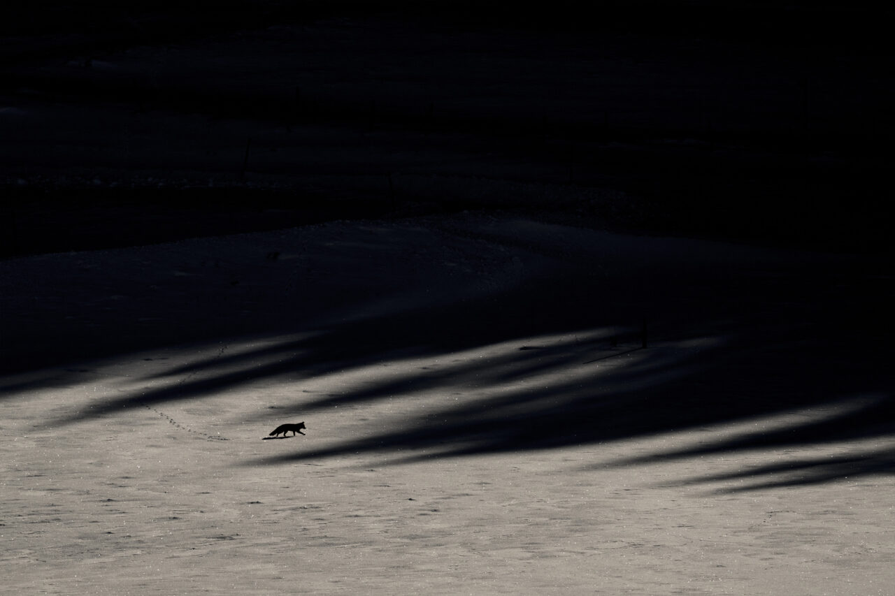 LeChantDesForets_VincentMunier4