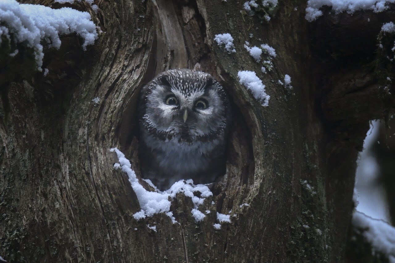 LeChantDesForets_VincentMunier7